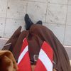 pwty.bela11