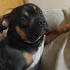 soylolaperrita