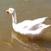 jayamsantos