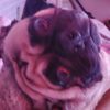 molten_fredb01