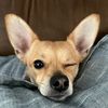lucy_the_pomchi