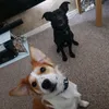 2muttdogs