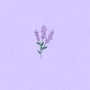 lavender._.world
