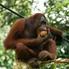 orangutan_18