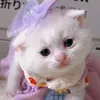 Curiosidades Cães e Gatos