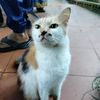 qizah_0