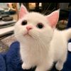 rizwanalisaad0