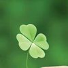 🍀Clover🍀