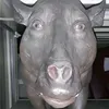 andrewbarked