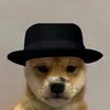 shibawhite