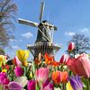 tulipandia