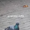 scbjrfssavbj