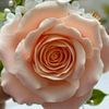 user79319747068706