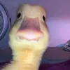 cr6_0