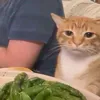 tatsmatsbats