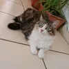 macha_micha