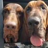 k9belles2