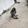 balsemkoyo_