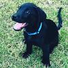 rocky_black_labrador