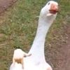 mikeoxlong_bigwood