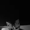 meow_1703