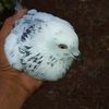 doves038