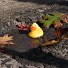 ducks_in_the_mud