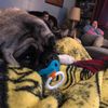 doglady38