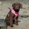 nellie_belly15