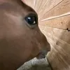 thew1sehorse