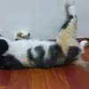 bellawuuuu