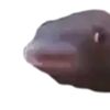 saant_jhordy