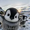 me_saw_whoooo