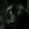 wolfblack6668