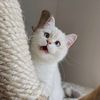 darylfeline