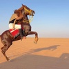 فـراج ابن الـشـامـريـه 🐎 .