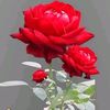 ptitiger8165782
