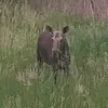 sznurowadlo_