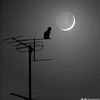 alf_5001