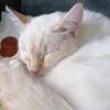 cats._.gaming