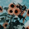 aida_altoon