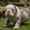 bulldogsinglesfamily