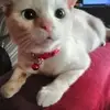 annyanchan