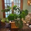 plantsandpeis