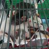 ratsandramblings