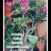 zainisalleh746