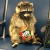satans_raccoon