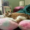 minimoguapper