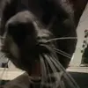 ebonyrain2