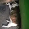 www.tiktok.comapaja
